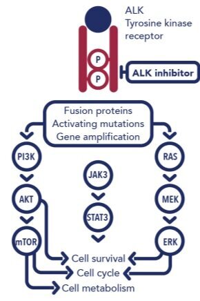 Ensartinib_MOA_cropped-1-450x436.jpg