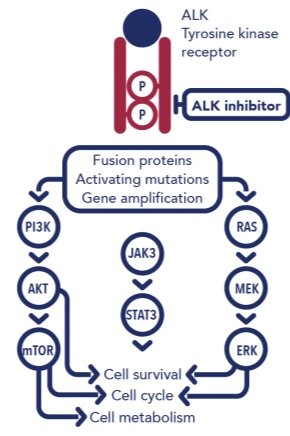 Ensartinib_MOA_cropped-1-450x436.jpg