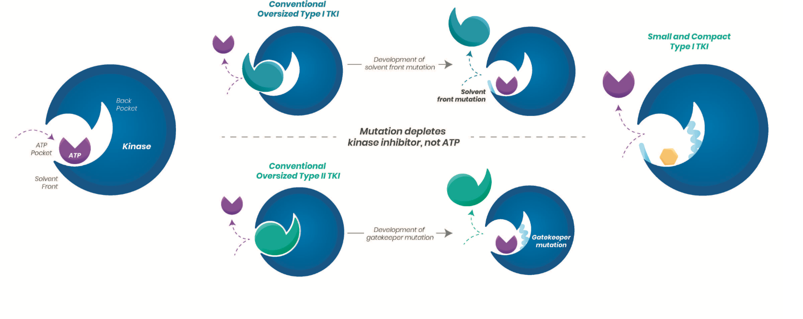 Image from Turning Point Therapeutics, a pharmaceutical company