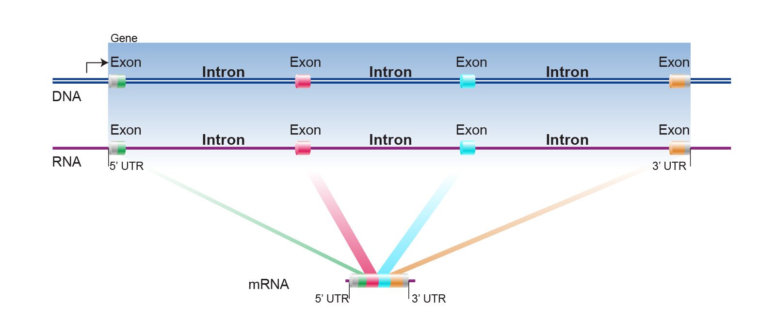 intron_advanced.jpg