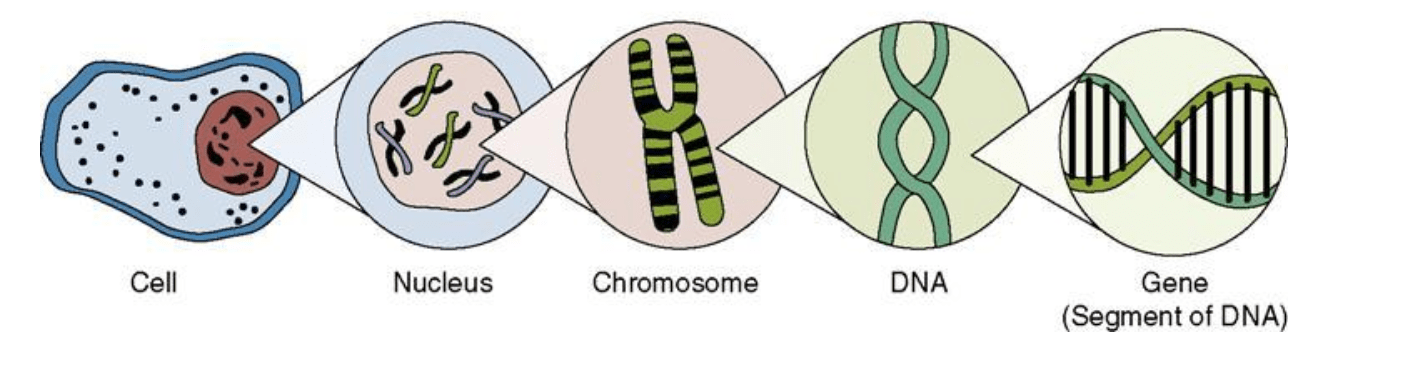 Project-8p-Chromosome-101-01.png